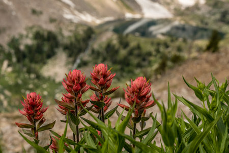 Paintbrush Flowers Blooming With Lake Solitude In The Distanceの写真素材
