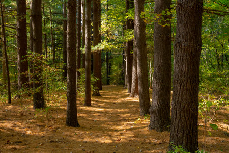 Pathway of Pines with Needle Carpet in Indiana Dunes National Park