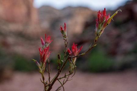 Tiny Red Paintbrush Blossoms Grow in Desert of Capitol Reef National Parkの写真素材