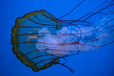Tentacles on Jelly Fish in water tank