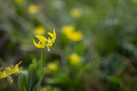 Avalanche Lily Blooms Bright Yellow in Glacier National Park with copy spaceの写真素材