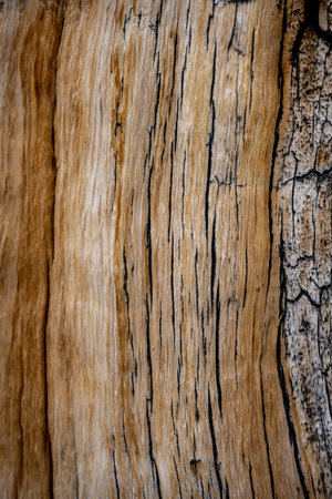 Black Cracks in Tree Texture on Bristle Cone Pine Treeの写真素材