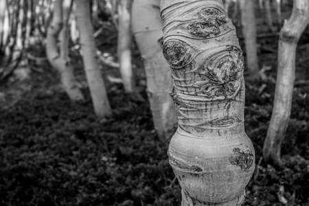 Knobby Trunk of Aspen in Forest in Great Basin national Parjkの写真素材