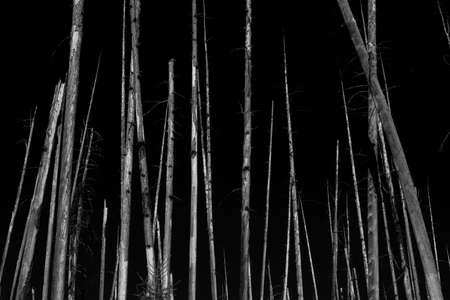 Waiting for Fall. Image of bare trees waiting to fall down after forest fire damage in black and white.の写真素材