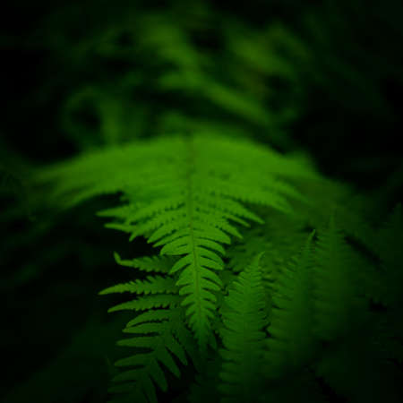 Bright Green Fern in Dark Forest in the Smokies