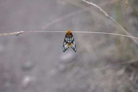 Bright Colored Moth Hangs On Dry Grass Stem