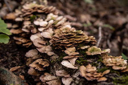 Mushrooms Grow On Downed Tree in Great Smoky Mountains National Parkの写真素材