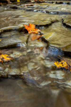 Orange Leaf Clings To Rock In Rushing Creek below Blue Hen Falls in Cuyahoga Valley National Parkの写真素材