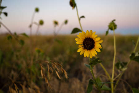 Single Sunflower in Summer Field in South Dakotaの写真素材