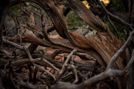 Tangle of Dry Branches In Desert of Capitol Reef National Parkの写真素材