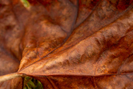 Texture of Dried Leaf fallen on the forest floorの写真素材