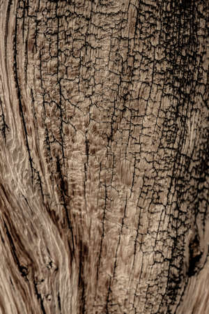 Black Highlights of Cracks in Wood Texture of bristlecone pine treeの写真素材