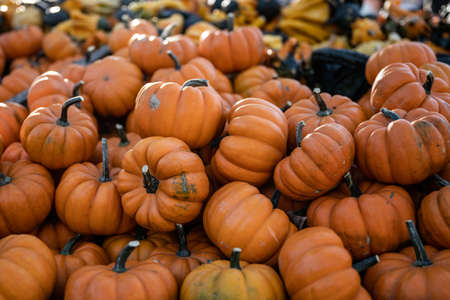 Stack of miniature pumpkins at an outdoor market in fallの写真素材