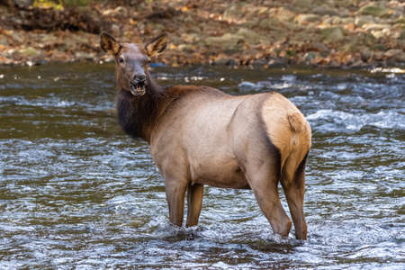 Cow Elk Looks Back With Personified Smile as she crosses the Oconaluftee river in the Smokiesの写真素材