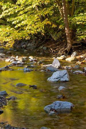 Green Leaves Reflect In Rocky Creek