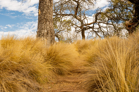 Long Grasses Hide Trail Uphill through Boot Canyon in Big Bend National parkの写真素材