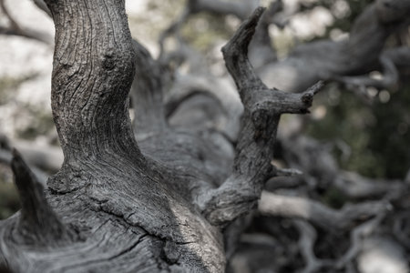 Looking Down the Trunk of A Dried Out Gray Tree in Great Basin National Parkの写真素材
