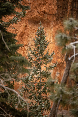 Snow Dusted Pine Tree Pops Out Against Orange Cliff Walls in Bryce Canyon National Parkの写真素材
