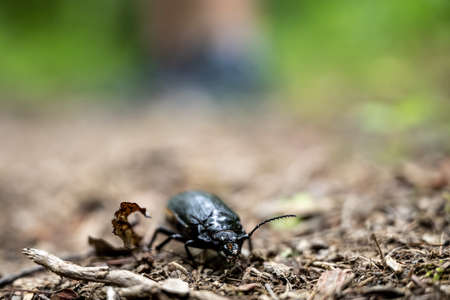 Beatle Crawls Across Trail in the Smokiesの写真素材