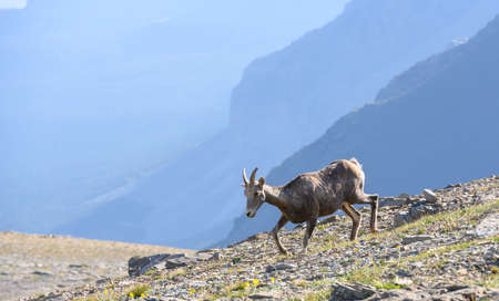 Bighorn Sheep Grazes in Dry Field in Montana Mountainsの写真素材