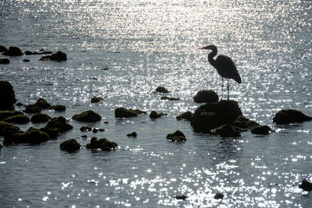 Blue Heron Silhouetted in Morning Light along Biscayne National Parkの写真素材