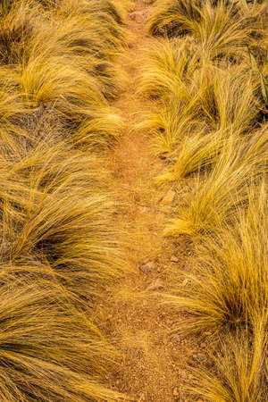 Narrow Trail Cuts Through Fluffy Grass Field in Big Bend National Parkの写真素材