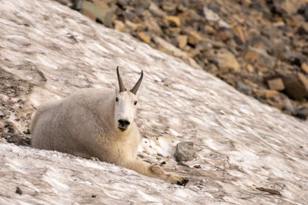 Mountain Goat Lays on Snowy Patch near logan pass in Glacier national Parkの写真素材