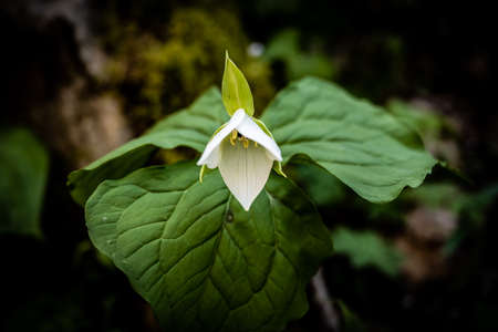 Trillium Bloom Begins to Open in Spring along the Little River Trail in Great Smoky Mountains National Parkの写真素材