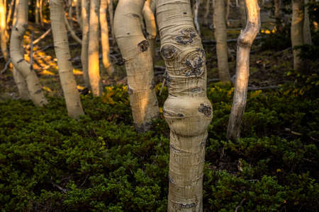 Bulbous Growth On Aspen Treeの写真素材