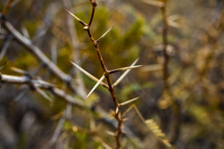 Bare Thorns Cover A Desert Bush in Big bend national Parkの写真素材