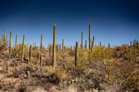 Cactus and Palo verde trees in the Saguaro National park in Arizona