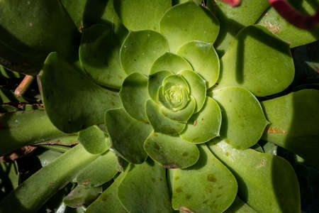 Close Up of Waxy Succulent Leaves in California garden