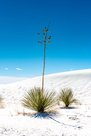 Yucca Plant Stands Tall In White Sands National parkのeditorial素材