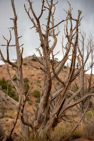 Dead Wood in Desert of Cathedral Valley in Capitol Reef National Parkの写真素材