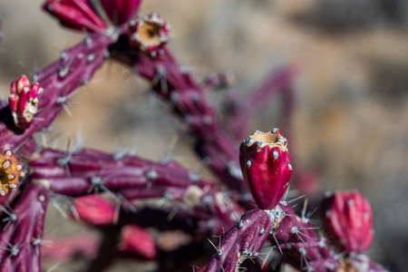 Detail of Red Cholla Cactus growing in Saguaro National Park