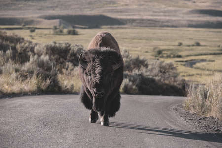 Muted Tones of Bison Walking Up MIddle Of Dirt Road in Yellowstone National Parkの写真素材