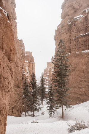Winter Fog  Through bryce Canyon gap with pine treesの写真素材