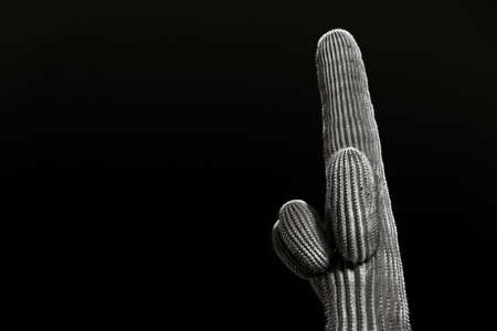 Black and White of Saguaro Cactus With Three Small Armsの写真素材