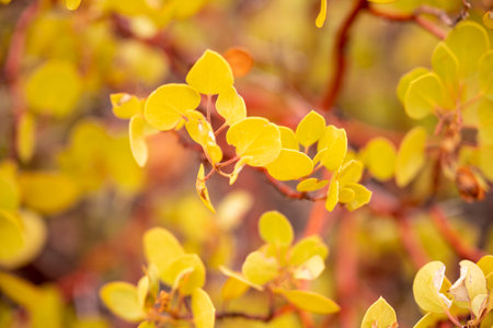 Close Up of Yellow Leaves In Zion Canyon in Utahの写真素材