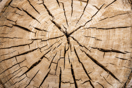 Cross Section Of Tree Cracking As It Driesの写真素材