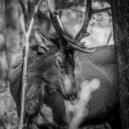 Bull Elk Closes Eyes and Looks Peacefull In Forest in the Smokiesの写真素材