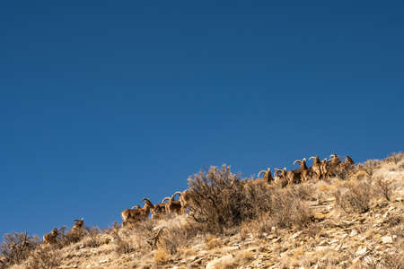 Herd of Female Barbury Sheep Climb Rocky Hillside in Guadalupe Mountains National Parkの写真素材