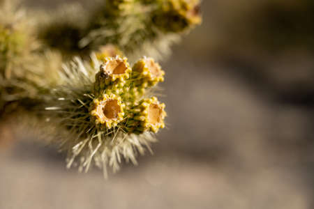 Flower Remains of Teddy Bear Cholla Cactus in Saguaro National Parkの写真素材