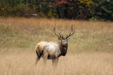 Bull Elk Looks Back At Camera over brown field in autumnの写真素材