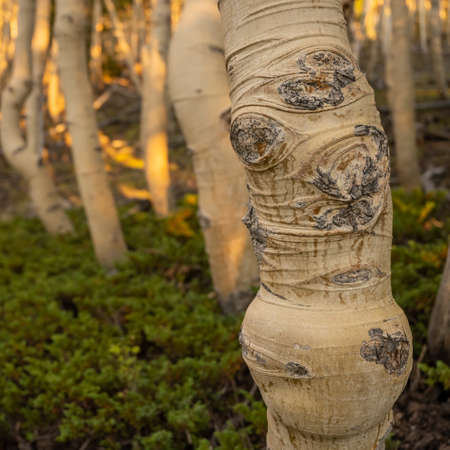 Strange Shapes of Aspen Tree in forest in Great Basin National Park