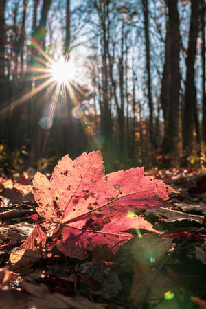 Sunburst Backlights Fading Red Leaf in Smokies forest
