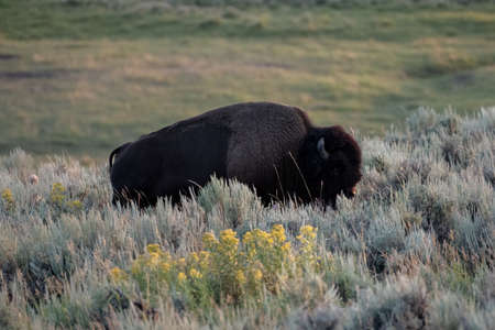 Single Male Bison Passes Through Sage Brush in Yellowstone National Park