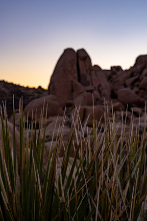 Yucca Leaves Stand Infront of Split Rock in Joshua Tree at sunriseの写真素材