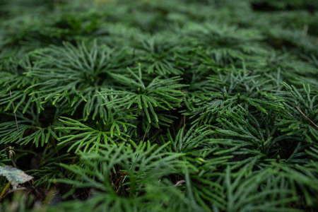 Low Angle of New Pine Growth in Smokies forestの写真素材