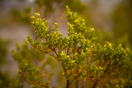 Tiny Green Leaves Close Upの写真素材